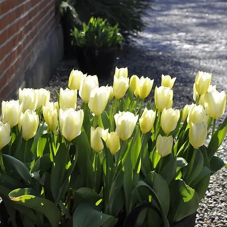 Lundsgaard Lejlighed Faaborg