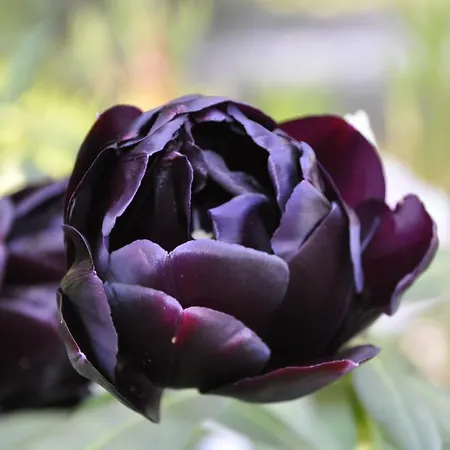 Lundsgaard Lejlighed Faaborg