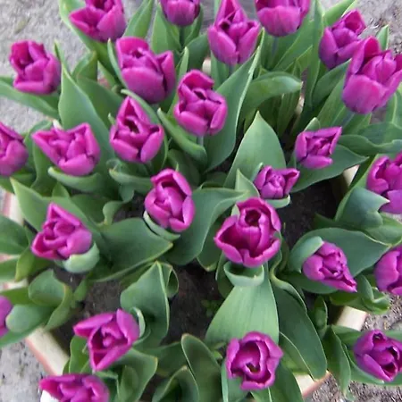 Lundsgaard Lägenhet