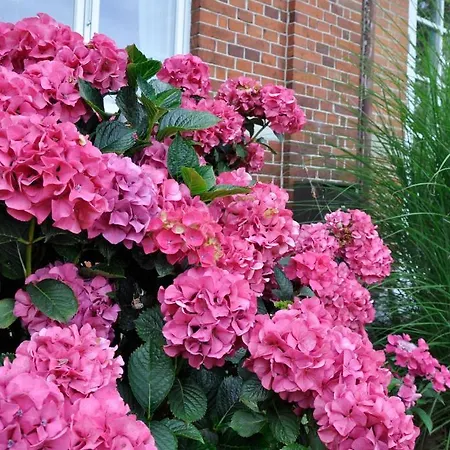 Lundsgaard Lejlighed Faaborg